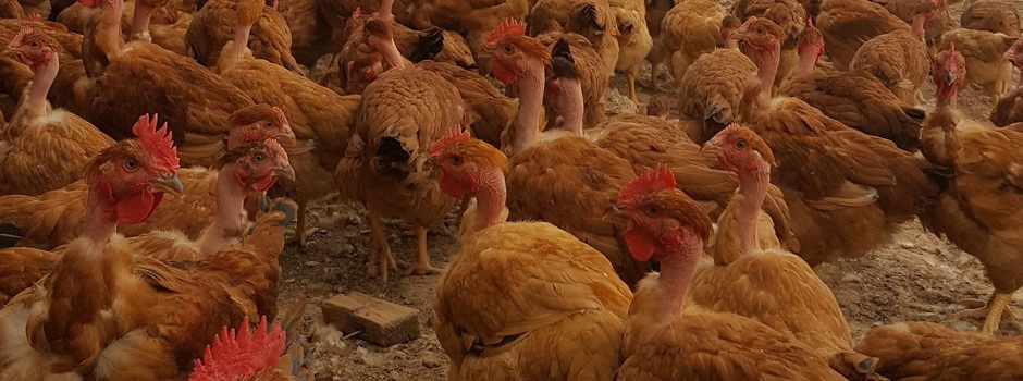 imagem de destaque