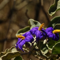 miniatura da galeria