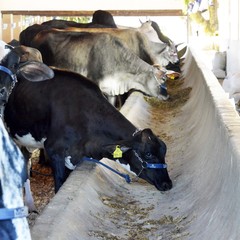 miniatura da galeria