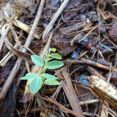 miniatura da galeria