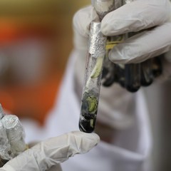 miniatura da galeria