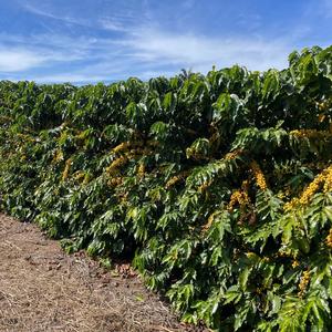 Iepha anuncia retomada de obras no circuito cultural e articulacao com outras regioes do estado 1.jpg.750x450 q85 crop smart upscale