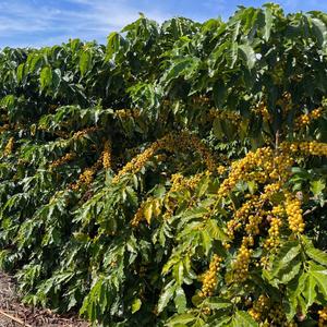 Iepha anuncia retomada de obras no circuito cultural e articulacao com outras regioes do estado 1.jpg.750x450 q85 crop smart upscale