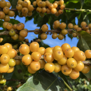 Iepha anuncia retomada de obras no circuito cultural e articulacao com outras regioes do estado 1.jpg.750x450 q85 crop smart upscale