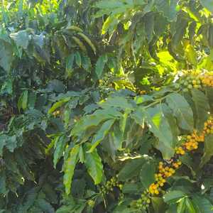 Iepha anuncia retomada de obras no circuito cultural e articulacao com outras regioes do estado 1.jpg.750x450 q85 crop smart upscale