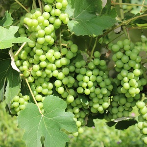 Iepha anuncia retomada de obras no circuito cultural e articulacao com outras regioes do estado 1.jpg.750x450 q85 crop smart upscale