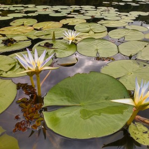 Iepha anuncia retomada de obras no circuito cultural e articulacao com outras regioes do estado 1.jpg.750x450 q85 crop smart upscale