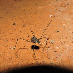 Iepha anuncia retomada de obras no circuito cultural e articulacao com outras regioes do estado 1.jpg.750x450 q85 crop smart upscale