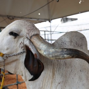 Iepha anuncia retomada de obras no circuito cultural e articulacao com outras regioes do estado 1.jpg.750x450 q85 crop smart upscale