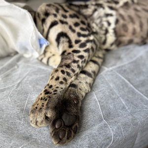 Iepha anuncia retomada de obras no circuito cultural e articulacao com outras regioes do estado 1.jpg.750x450 q85 crop smart upscale