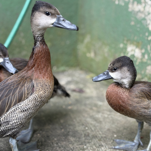 Iepha anuncia retomada de obras no circuito cultural e articulacao com outras regioes do estado 1.jpg.750x450 q85 crop smart upscale