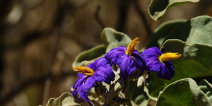 Unveil 8a21a6f614db065bb1ca2c21a5c803aede783f93e5277febbd47f37d9dbae4ca