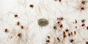 Unveil 8a21a6f614db065bb1ca2c21a5c803aede783f93e5277febbd47f37d9dbae4ca