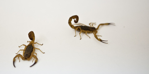 Unveil 8a21a6f614db065bb1ca2c21a5c803aede783f93e5277febbd47f37d9dbae4ca