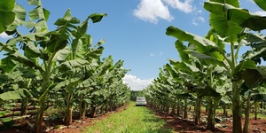 Unveil 8a21a6f614db065bb1ca2c21a5c803aede783f93e5277febbd47f37d9dbae4ca