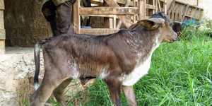 Unveil 8a21a6f614db065bb1ca2c21a5c803aede783f93e5277febbd47f37d9dbae4ca