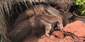 Unveil 8a21a6f614db065bb1ca2c21a5c803aede783f93e5277febbd47f37d9dbae4ca