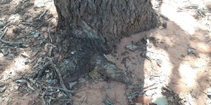 Unveil 8a21a6f614db065bb1ca2c21a5c803aede783f93e5277febbd47f37d9dbae4ca