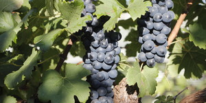 Unveil 8a21a6f614db065bb1ca2c21a5c803aede783f93e5277febbd47f37d9dbae4ca