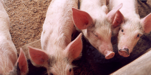 Unveil 8a21a6f614db065bb1ca2c21a5c803aede783f93e5277febbd47f37d9dbae4ca