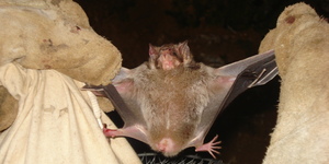 Unveil 8a21a6f614db065bb1ca2c21a5c803aede783f93e5277febbd47f37d9dbae4ca