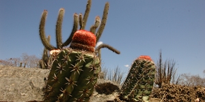 Unveil 8a21a6f614db065bb1ca2c21a5c803aede783f93e5277febbd47f37d9dbae4ca