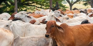 Unveil 8a21a6f614db065bb1ca2c21a5c803aede783f93e5277febbd47f37d9dbae4ca