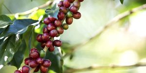 Unveil 8a21a6f614db065bb1ca2c21a5c803aede783f93e5277febbd47f37d9dbae4ca