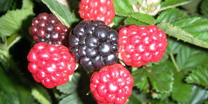 Unveil 8a21a6f614db065bb1ca2c21a5c803aede783f93e5277febbd47f37d9dbae4ca