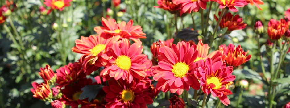 Agência Minas Gerais | Produção de flores e plantas ornamentais pode  receber incentivos federais em 2020