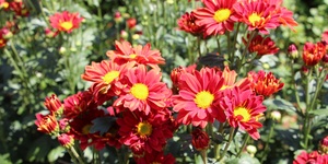 Unveil 8a21a6f614db065bb1ca2c21a5c803aede783f93e5277febbd47f37d9dbae4ca