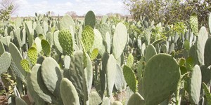 Unveil 8a21a6f614db065bb1ca2c21a5c803aede783f93e5277febbd47f37d9dbae4ca