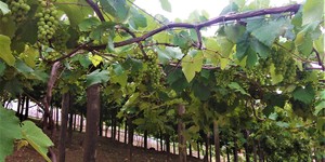 Unveil 8a21a6f614db065bb1ca2c21a5c803aede783f93e5277febbd47f37d9dbae4ca