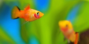 Unveil 8a21a6f614db065bb1ca2c21a5c803aede783f93e5277febbd47f37d9dbae4ca