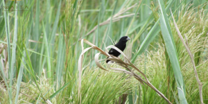 Unveil 8a21a6f614db065bb1ca2c21a5c803aede783f93e5277febbd47f37d9dbae4ca