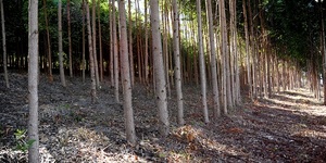 Unveil 8a21a6f614db065bb1ca2c21a5c803aede783f93e5277febbd47f37d9dbae4ca