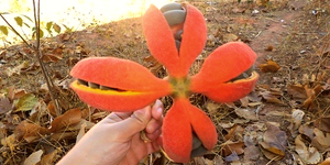 Unveil 8a21a6f614db065bb1ca2c21a5c803aede783f93e5277febbd47f37d9dbae4ca