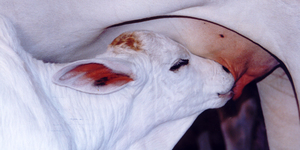 Unveil 8a21a6f614db065bb1ca2c21a5c803aede783f93e5277febbd47f37d9dbae4ca