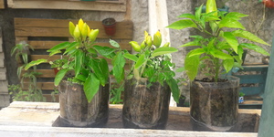 Unveil 8a21a6f614db065bb1ca2c21a5c803aede783f93e5277febbd47f37d9dbae4ca