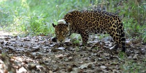 Unveil 8a21a6f614db065bb1ca2c21a5c803aede783f93e5277febbd47f37d9dbae4ca