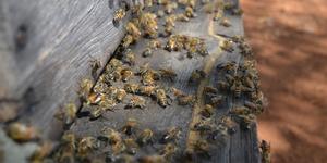 Unveil 8a21a6f614db065bb1ca2c21a5c803aede783f93e5277febbd47f37d9dbae4ca