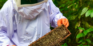 Unveil 8a21a6f614db065bb1ca2c21a5c803aede783f93e5277febbd47f37d9dbae4ca