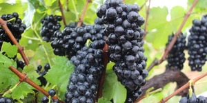 Unveil 8a21a6f614db065bb1ca2c21a5c803aede783f93e5277febbd47f37d9dbae4ca