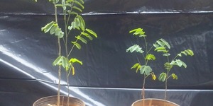 Unveil 8a21a6f614db065bb1ca2c21a5c803aede783f93e5277febbd47f37d9dbae4ca