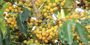 Unveil 8a21a6f614db065bb1ca2c21a5c803aede783f93e5277febbd47f37d9dbae4ca