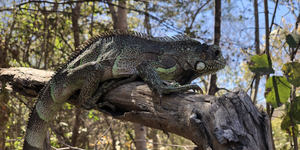 Unveil 8a21a6f614db065bb1ca2c21a5c803aede783f93e5277febbd47f37d9dbae4ca