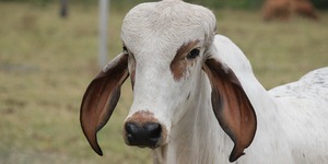 Unveil 8a21a6f614db065bb1ca2c21a5c803aede783f93e5277febbd47f37d9dbae4ca