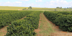 Unveil 8a21a6f614db065bb1ca2c21a5c803aede783f93e5277febbd47f37d9dbae4ca