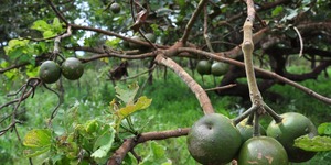 Unveil 8a21a6f614db065bb1ca2c21a5c803aede783f93e5277febbd47f37d9dbae4ca