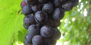 Unveil 8a21a6f614db065bb1ca2c21a5c803aede783f93e5277febbd47f37d9dbae4ca